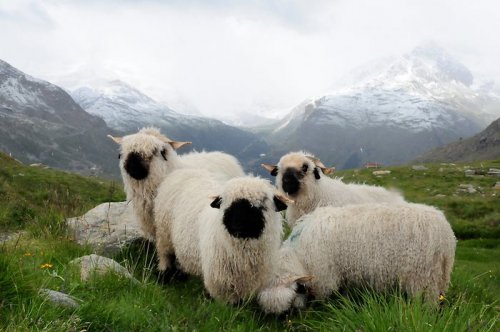 Страшно милые валлиские черноносые овцы (17 фото)