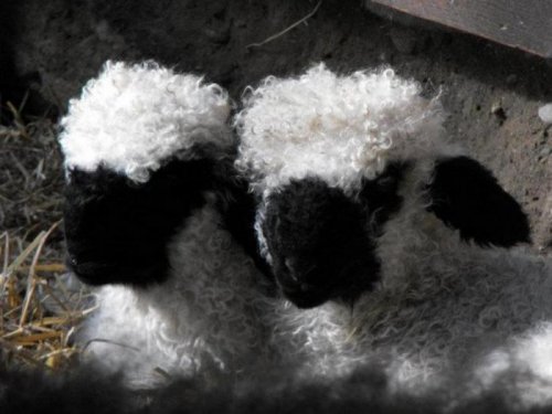 Страшно милые валлиские черноносые овцы (17 фото)