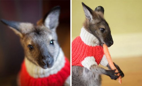 Прелестные животных в свитерах (37 фото)