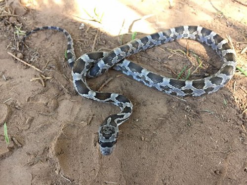 Необычный окрас змеи, делающий её настоящим хипстером (2 фото) Необычный окрас змеи, делающий её настоящим хипстером (2 фото)