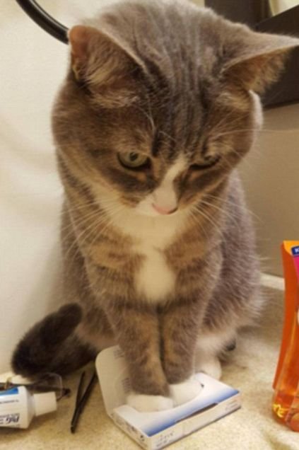 Кошки в коробках (20 фото) Кошки в коробках (20 фото)