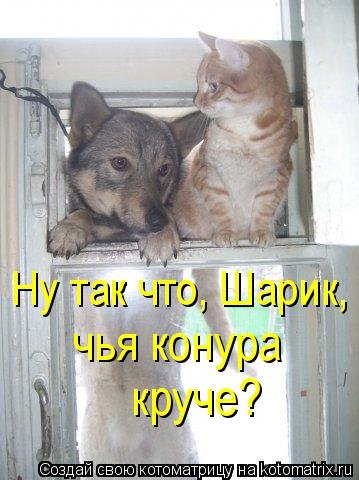 Лучшая котоматрица недели (37 фото) Лучшая котоматрица недели (37 фото)