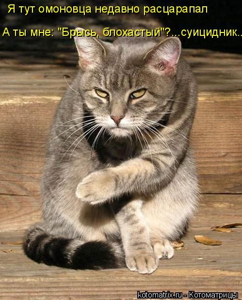 Лучшая котоматрица недели (37 фото) Лучшая котоматрица недели (37 фото)