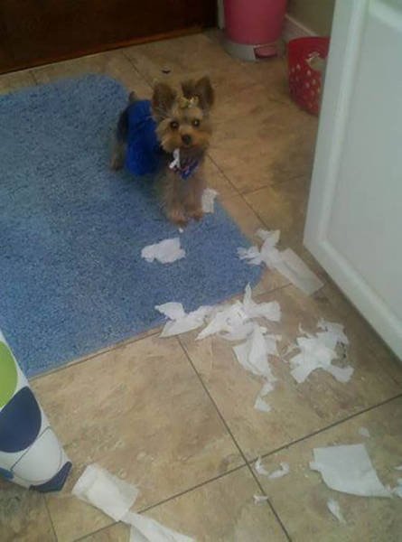 Чем занимаются домашние животные в отсутствие хозяев (31 фото) Чем занимаются домашние животные в отсутствие хозяев (31 фото)