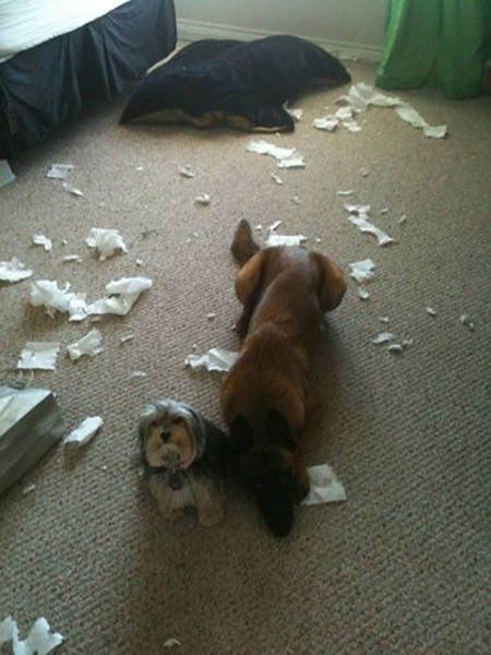 Чем занимаются домашние животные в отсутствие хозяев (31 фото) Чем занимаются домашние животные в отсутствие хозяев (31 фото)