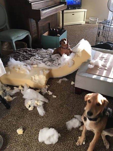 Чем занимаются домашние животные в отсутствие хозяев (31 фото) Чем занимаются домашние животные в отсутствие хозяев (31 фото)