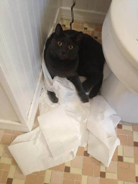 Чем занимаются домашние животные в отсутствие хозяев (31 фото) Чем занимаются домашние животные в отсутствие хозяев (31 фото)