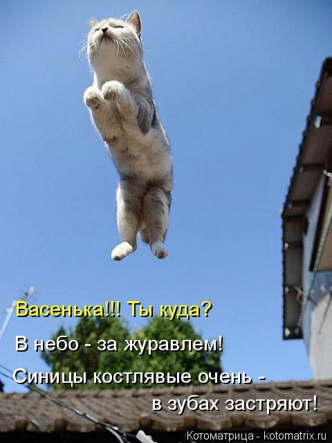 Котоматрица новая и прикольная (37 фото) Котоматрица новая и прикольная (37 фото)