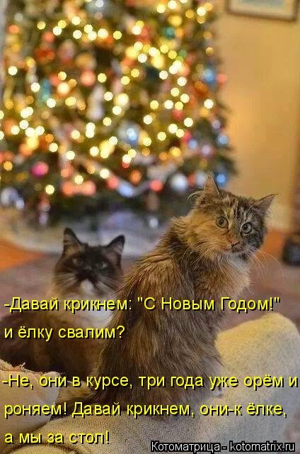 Котоматрица новая и прикольная (37 фото) Котоматрица новая и прикольная (37 фото)