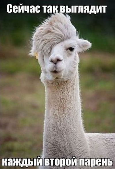 Прикольные картинки от серых будней (49 шт) Прикольные картинки от серых будней (49 шт)