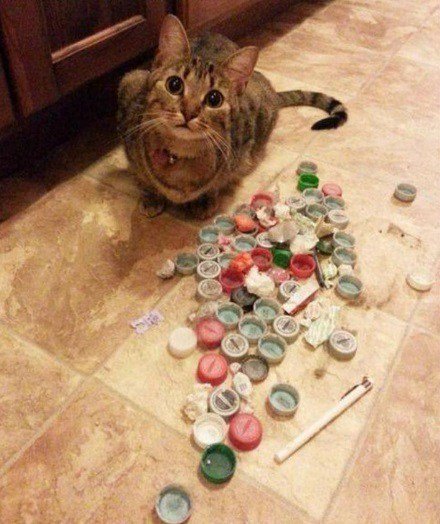 Забавные коллекции вещей, украденных кошками (13 фото) Забавные коллекции вещей, украденных кошками (13 фото)