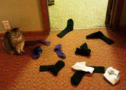 Забавные коллекции вещей, украденных кошками (13 фото) Забавные коллекции вещей, украденных кошками (13 фото)