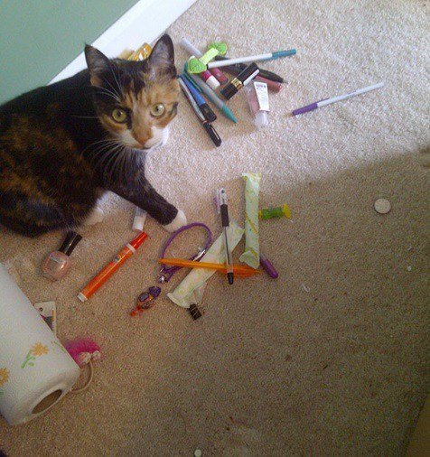 Забавные коллекции вещей, украденных кошками (13 фото) Забавные коллекции вещей, украденных кошками (13 фото)