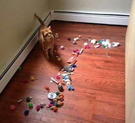 Забавные коллекции вещей, украденных кошками (13 фото) Забавные коллекции вещей, украденных кошками (13 фото)