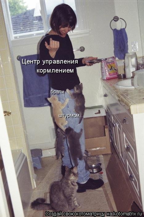 Свежая котоматрица для настроения (32 фото) Свежая котоматрица для настроения (32 фото)