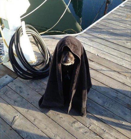 Очаровательные собаки поклонников фильма "Звёздные войны" (8 фото) Очаровательные собаки поклонников фильма "Звёздные войны" (8 фото)