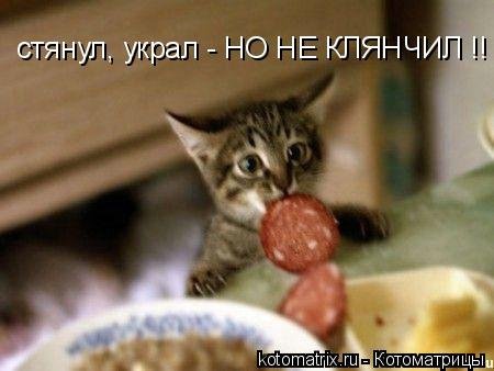 Новая котоматрица на Бугаге (35 фото) Новая котоматрица на Бугаге (35 фото)