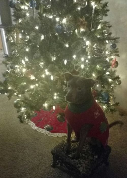 Собаки, которые любят Новый год (20 фото) Собаки, которые любят Новый год (20 фото)