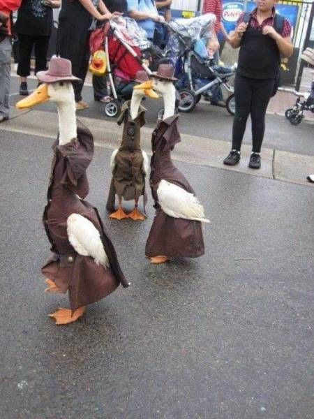 Вечерние фото-приколы (50 шт) Вечерние фото-приколы (50 шт)