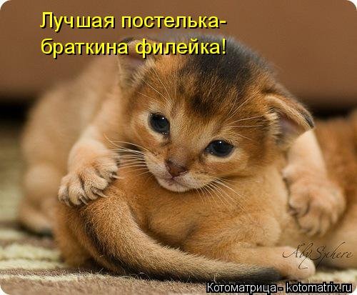 Новая отличная котоматрица (38 фото) Новая отличная котоматрица (38 фото)