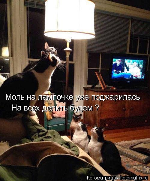 Новая отличная котоматрица (38 фото) Новая отличная котоматрица (38 фото)