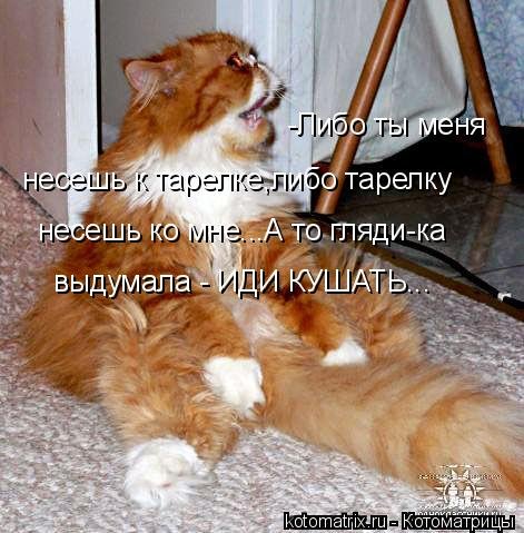 Котоматрица на выходные (11 шт) Котоматрица на выходные (11 шт)