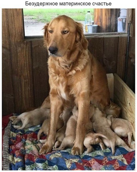 Прикольные фотомемы для всех и для каждого (29 шт) Прикольные фотомемы для всех и для каждого (29 шт)