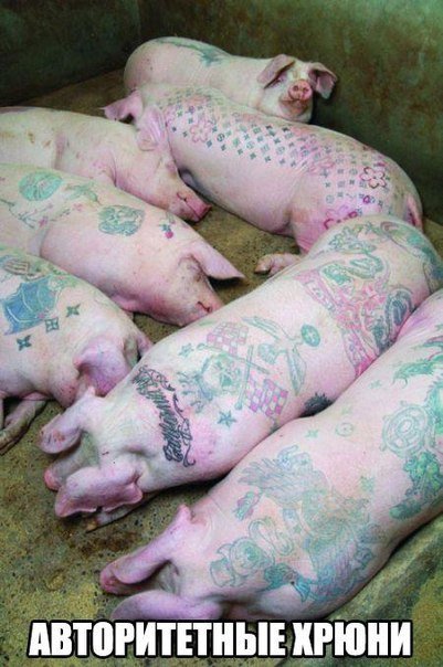 Прикольные фотомемы для всех и для каждого (29 шт) Прикольные фотомемы для всех и для каждого (29 шт)