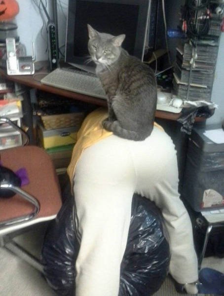 Доминируй, властвуй, унижай! (29 фото) Доминируй, властвуй, унижай! (29 фото)