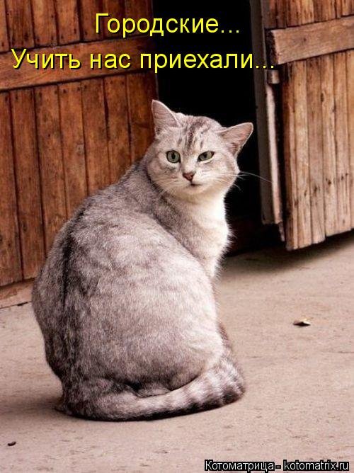 Свежая котоматрица (33 фото) Свежая котоматрица (33 фото)