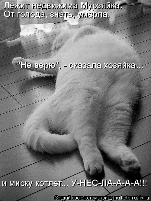 Свежая котоматрица (33 фото) Свежая котоматрица (33 фото)