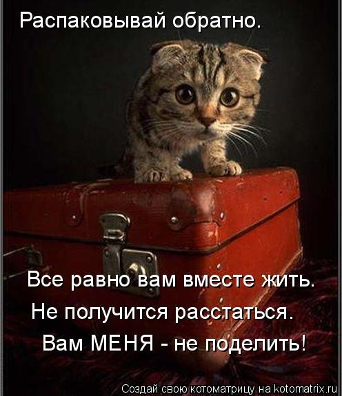 Свежая котоматрица (33 фото) Свежая котоматрица (33 фото)