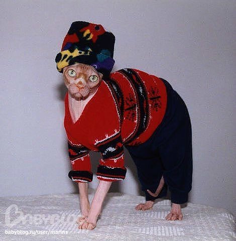 Домашние животные в смешных и нелепых костюмах (18 фото) Домашние животные в смешных и нелепых костюмах (18 фото)