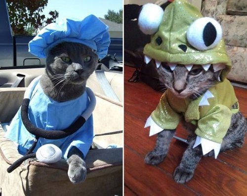 Домашние животные в смешных и нелепых костюмах (18 фото) Домашние животные в смешных и нелепых костюмах (18 фото)