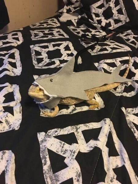 Свежие прикольные картинки для вас (49 шт) Свежие прикольные картинки для вас (49 шт)