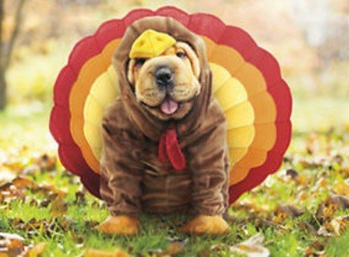 Праздничные собачки в костюмах индейки (10 фото) Праздничные собачки в костюмах индейки (10 фото)