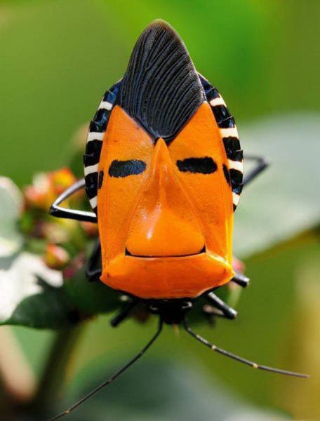 Оказалось, показалось (36 фото) Оказалось, показалось (36 фото)