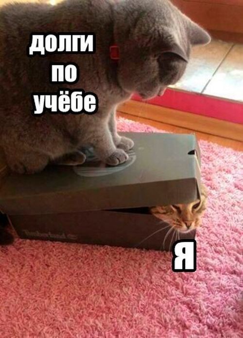 Пятничный позитив в прикольных картинках (49 шт) Пятничный позитив в прикольных картинках (49 шт)