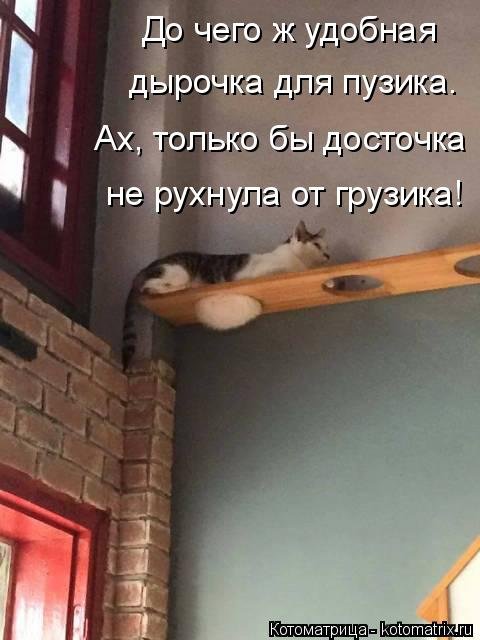 Новая котоматрица (44 шт) Новая котоматрица (44 шт)