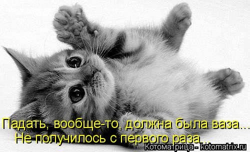 Новая котоматрица (44 шт) Новая котоматрица (44 шт)