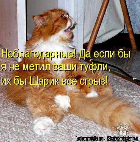 Новая котоматрица (44 шт) Новая котоматрица (44 шт)