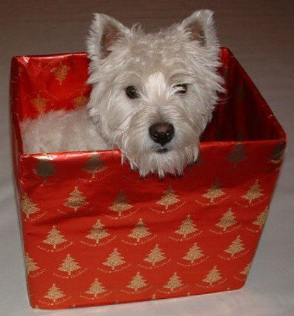 Собаки, которые тоже обожают сидеть в коробках (10 фото)
