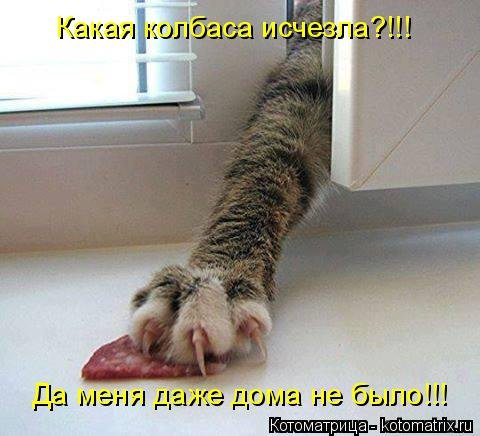 Новая котоматрица на Бугаге (31 фото) Новая котоматрица на Бугаге (31 фото)