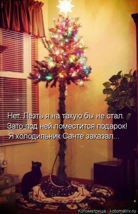 Свежая котоматрица (24 шт) Свежая котоматрица (24 шт)