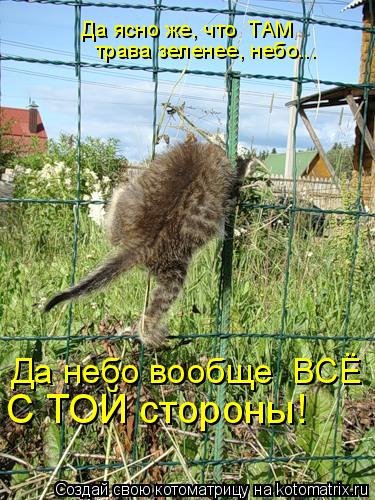 Свежая котоматрица (24 шт) Свежая котоматрица (24 шт)