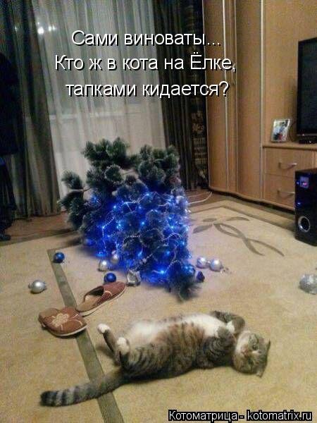 Свежая котоматрица (24 шт) Свежая котоматрица (24 шт)