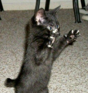 Кошки, которые танцуют, как Майкл Джексон (10 фото) Кошки, которые танцуют, как Майкл Джексон (10 фото)