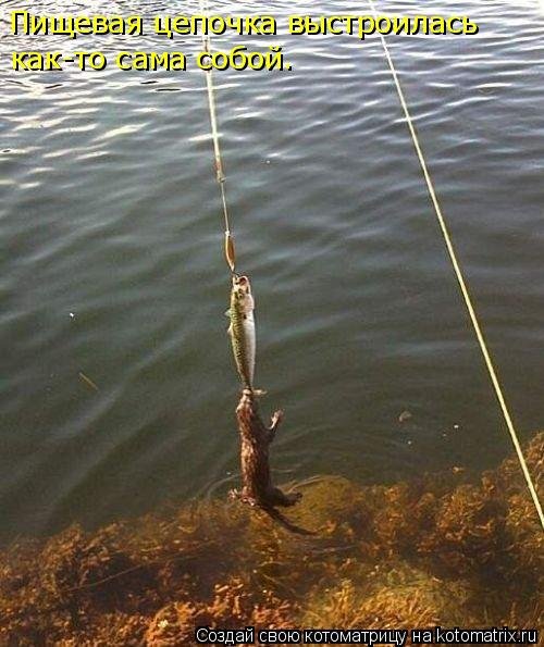 Голодные котоматрицы пятницы (21 шт) Голодные котоматрицы пятницы (21 шт)