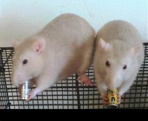 Животные, которые не прочь выпить (17 фото)