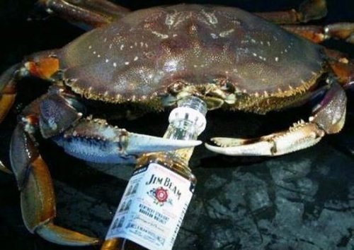 Животные, которые не прочь выпить (17 фото) Животные, которые не прочь выпить (17 фото)